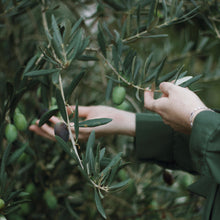 Load image into Gallery viewer, Antioxidant Olive Leaf Mask