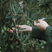 Load image into Gallery viewer, Antioxidant Olive Leaf Mask
